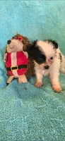 Blk and why long hair boy , a male Chipoo for sale in Hartford, KY – 2 of 2
