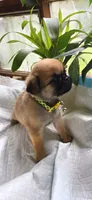 Yellow girl , a female Pug for sale in Hartford, KY – 1 of 1
