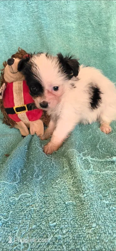 Blk and why long hair boy  – Chipoo puppy for sale in Hartford, KY