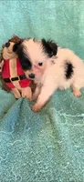 Blk and why long hair boy , a male Chipoo for sale in Hartford, KY – 1 of 2