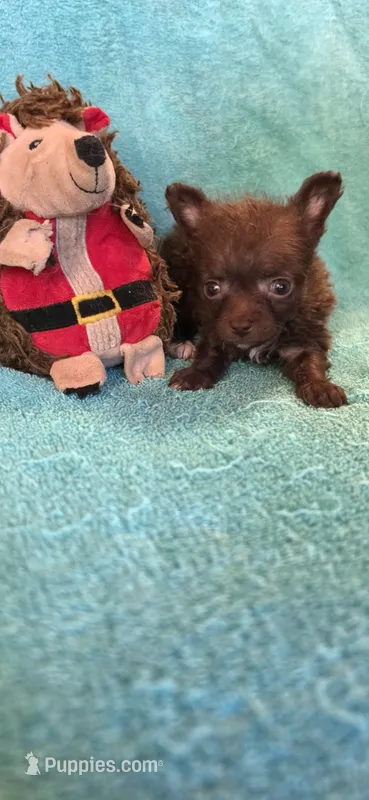 Brown chipoo – Chipoo puppy for sale in Hartford, KY
