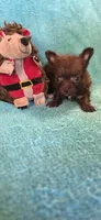 Brown chipoo, a female Chipoo for sale in Hartford, KY – 1 of 2