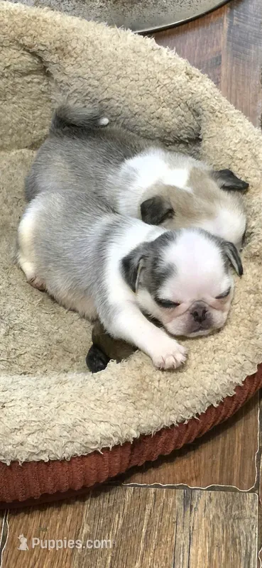 Silver panda  – Pug puppy for sale in Hartford, KY