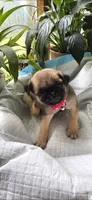 Pink girl , a female Pug for sale in Hartford, KY – 2 of 3