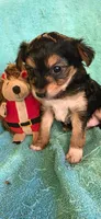 Blk & tan chorkie , a female Yorkipoo for sale in Hartford, KY – 3 of 3