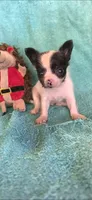 Blk and wht short hair , a male Chipoo for sale in Hartford, KY – 2 of 2