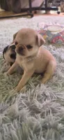 Cream female , a female Pug for sale in Hartford, KY – 2 of 2