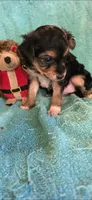 Blk & tan chorkie , a female Yorkipoo for sale in Hartford, KY – 1 of 3