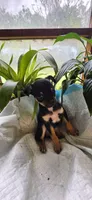 Blk and tan male , a male Chihuahua for sale in Hartford, KY – 1 of 1