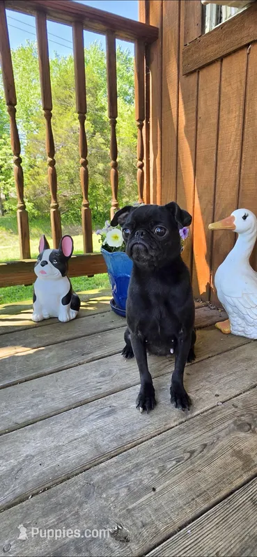 Stella  – Pug puppy for sale in Hartford, KY