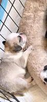 Panda , a male Pug for sale in Hartford, KY – 2 of 3