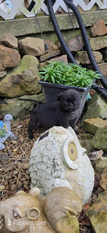 Pug  – Pug puppy for sale in Hartford, KY