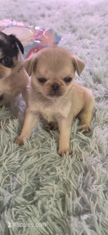 Cream female  – Pug puppy for sale in Hartford, KY