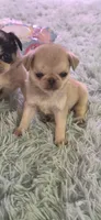 Cream female , a female Pug for sale in Hartford, KY – 1 of 2