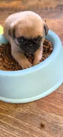 Purple girl, a female Pug for sale in Hartford, KY – 2 of 2