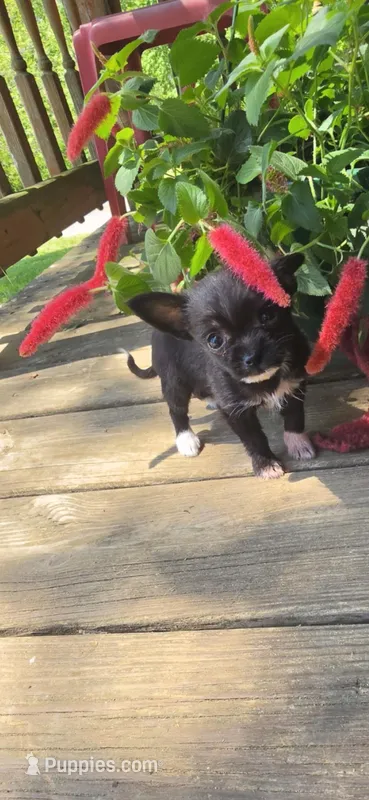 Black male  – Chihuahua puppy for sale in Hartford, KY