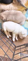 White male , a male Pug for sale in Hartford, KY – 2 of 2