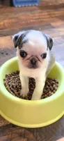 Silver panda , a male Pug for sale in Hartford, KY – 2 of 2