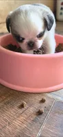 Panda , a male Pug for sale in Hartford, KY – 3 of 3