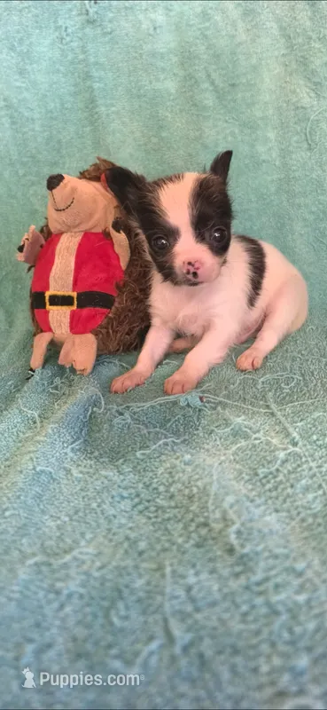 Blk and wht short hair  – Chipoo puppy for sale in Hartford, KY