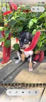Black and tan female , a female Chihuahua for sale in Hartford, KY – Photo 2 of 3