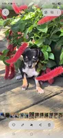 Black and tan female , a female Chihuahua for sale in Hartford, KY – Photo 3 of 3