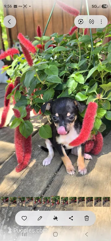 Black and tan female  – Chihuahua puppy for sale in Hartford, KY