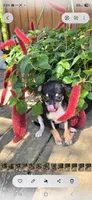 Black and tan female , a female Chihuahua for sale in Hartford, KY – Photo 1 of 3