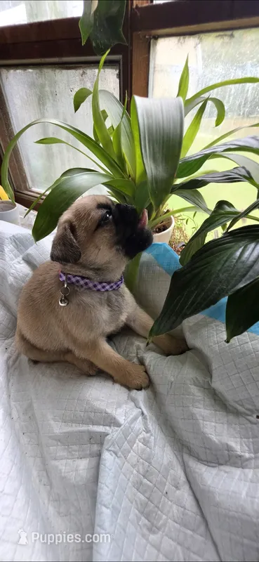 Purple girl – Pug puppy for sale in Hartford, KY