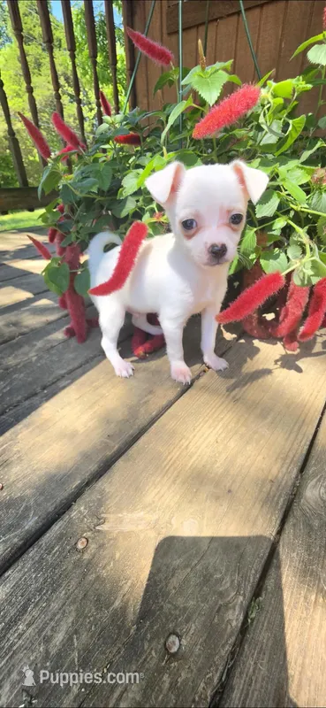 White male  – Chihuahua puppy for sale in Hartford, KY