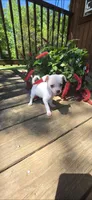 White male , a male Chihuahua for sale in Hartford, KY – Photo 3 of 3