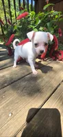 White male , a male Chihuahua for sale in Hartford, KY – Photo 2 of 3