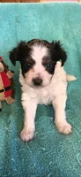 Blk and wht  male , a male Chorkie for sale in Hartford, KY – 2 of 3