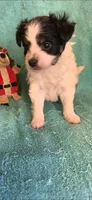 Blk and wht  male , a male Chorkie for sale in Hartford, KY – 1 of 3