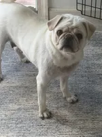 Eva , a female Pug for sale in Hawley, PA – 2 of 2