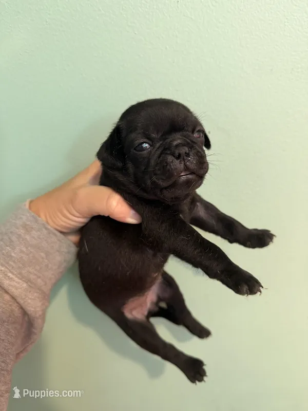 Buck – Pug puppy for sale in Hawley, PA