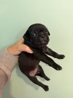 Buck, a male Pug for sale in Hawley, PA – 1 of 1