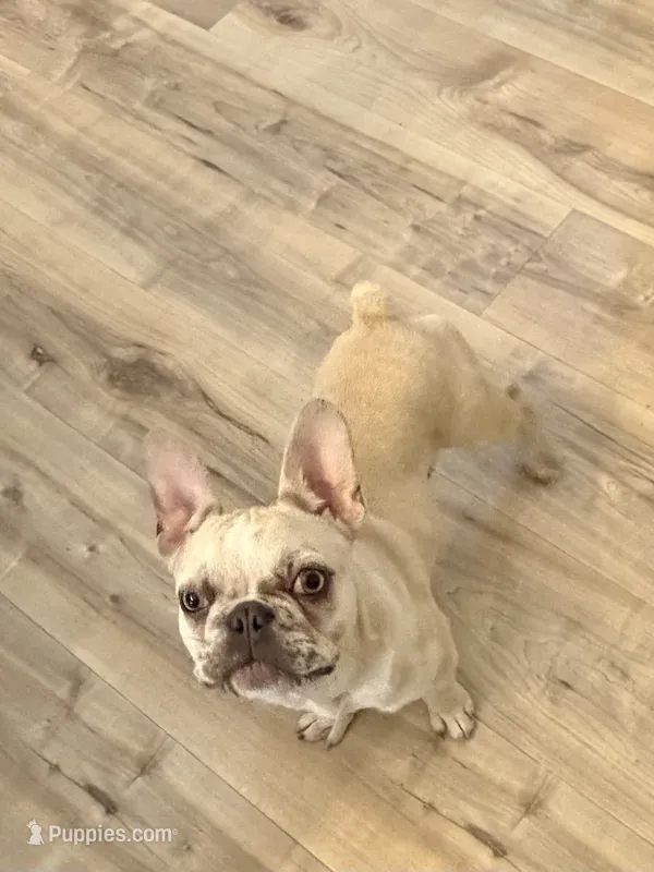 Sassy – French Bulldog puppy for sale in Hawley, PA