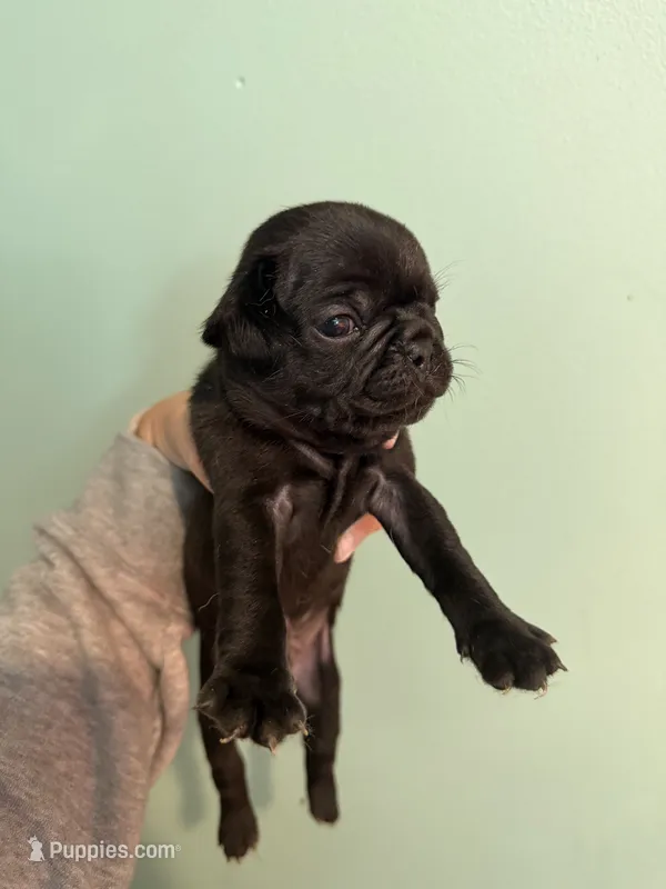 Bab – Pug puppy for sale in Hawley, PA
