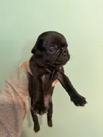 Bab, a female Pug for sale in Hawley, PA – 1 of 1
