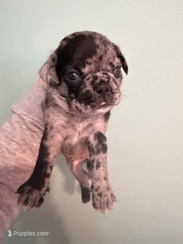 Bruce – Pug puppy for sale in Hawley, PA