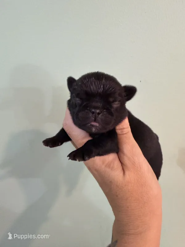 Black female  – Pug puppy for sale in Hawley, PA