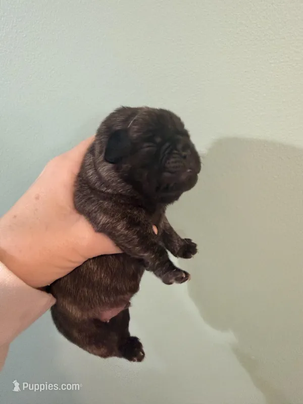 Pug baby boy 2 