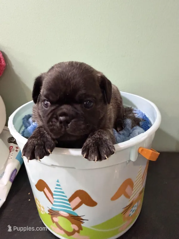 Pug baby boy 2  – Pug puppy for sale in Hawley, PA