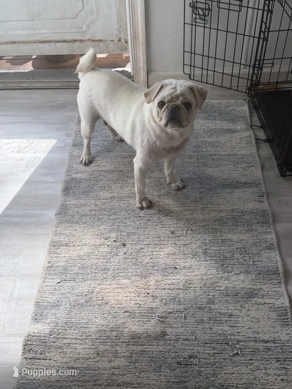 Eva  – Pug puppy for sale in Hawley, PA