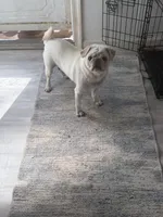 Eva , a female Pug for sale in Hawley, PA – 1 of 2