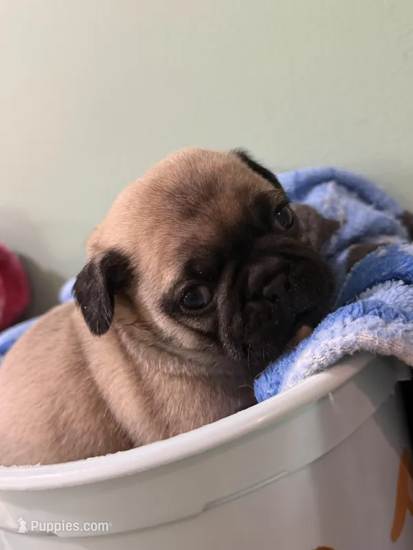 Baby boy 3  – Pug puppy for sale in Hawley, PA