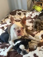 Roxy, a female Boston Terrier for sale in Hawley, PA – 1 of 1