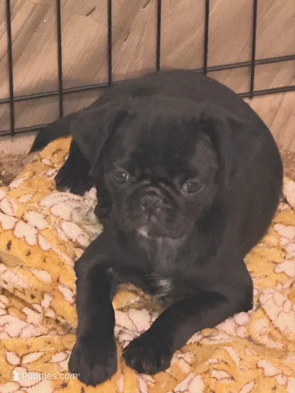 Black girl  – Pug puppy for sale in Hawley, PA