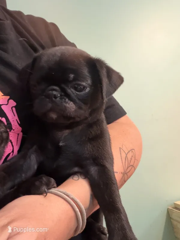 Black girl  – Pug puppy for sale in Hawley, PA